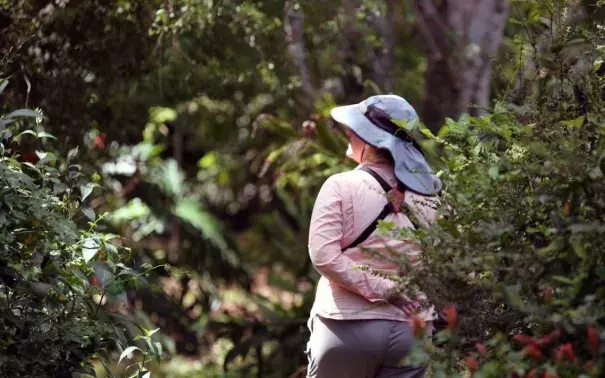 Sue Farnsworth searches for butterflies in south Miami-Dade County last month during the North American Butterfly Association’s annual butterfly count, the longest and largest count of butterflies in the world. Photo: Roberto Koltun