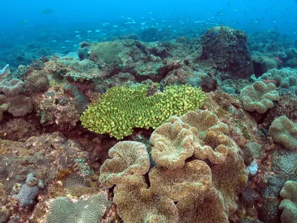 Corals on a subtropical reef off eastern Australia. Photo: Brigitte Sommer