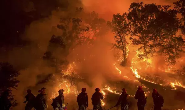 Bark beetles were particularly active in an area in Northern California where a wildfire, called Valley Fire, spread quickly and destroyed hundreds of homes last year. Photo: Noah Berger / Reuters