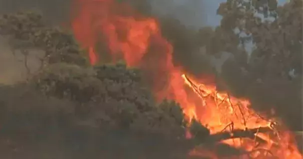 A fast-moving blaze dubbed the Sawmill Fire burns through brush and trees in Sonoma County, Calif., about 10 miles east of Cloverdale, Sept. 25, 2016. Photo: CBS San Francisco