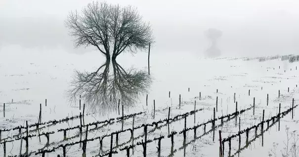 A flooded vineyard in the Russian River valley in Forestville, California, on January 9, 2017. Photo: Eric Risberg, AP