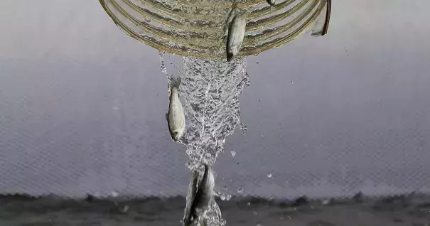 Fingerling Chinook salmon are dumped into a holding pen as they are transferred from a truck into the Sacramento River on March 25, 2014 in Rio Vista, California. As California continues to suffer through its worse drought in history, low water levels on the Sacramento River have forced wildlife officials to truck more than 400,000 fingerling Chinook salmon from the Coleman National Fish Hatchery in Anderson to the Sacramento River in Rio Vista, a nearly 300 mile journey. Photo: Justin Sullivan, Getty