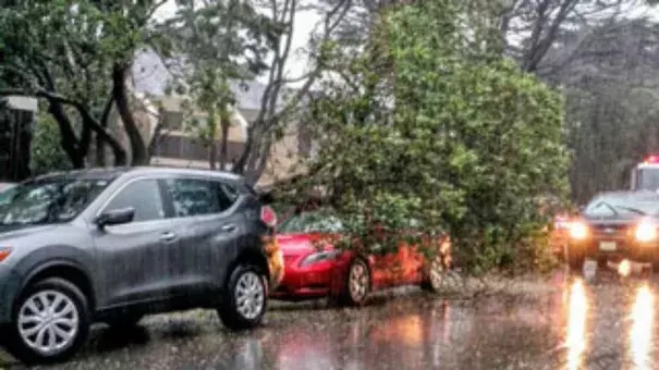 A combination of harsh wind and heavy rain knocks a tree onto a Pacifica, California vehicle. Photo: Michael O'Brien, Twitter