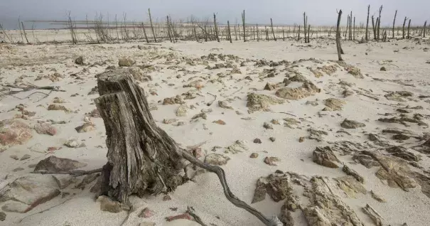 Dead trees sit inside the Theewaterskloof dam in Cape Town. Photo: Mother Jones