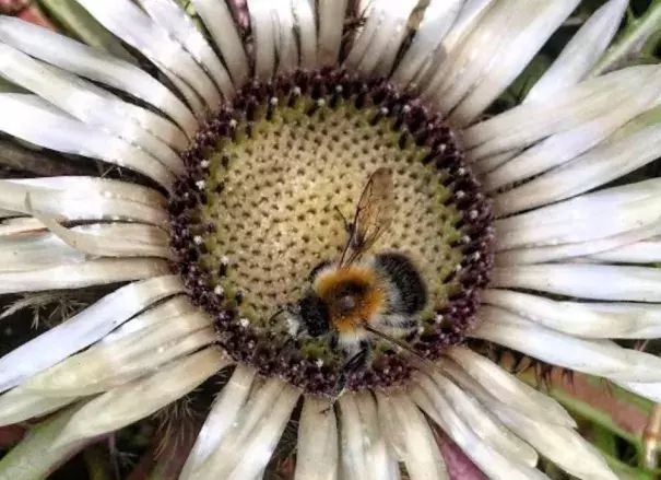 Bees are being threatened by extreme heat from climate change