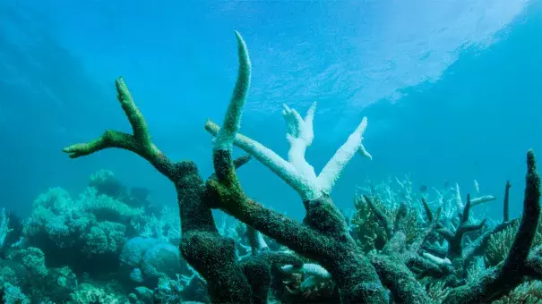The Great Barrier Reef is suffering a mass coral bleaching event. Photo: WWF/Biopixel, HANDOUT/EPA/Redux