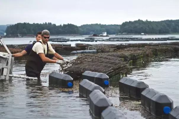 Shellfish farmers check cages in the Damariscotta River, where Mook Sea Farm grows oysters for market and restaurants. Photo: Bill Mook