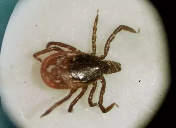 A deer tick under a microscope in the entomology lab at the University of Rhode Island. Photo: Victoria Arocho, AP