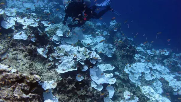 More than 90% of climate change is happening underwater. Photo: AP/NOAA