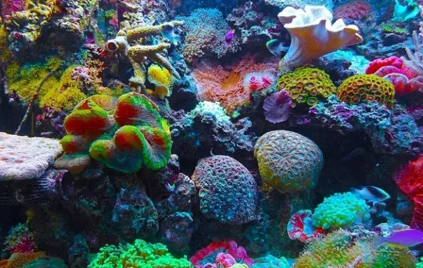 Scientists warn of one of the biggest coral reef die-offs in history, due to the climate change effect of El Niño. Photo: Twitter, Joseph_Causes
