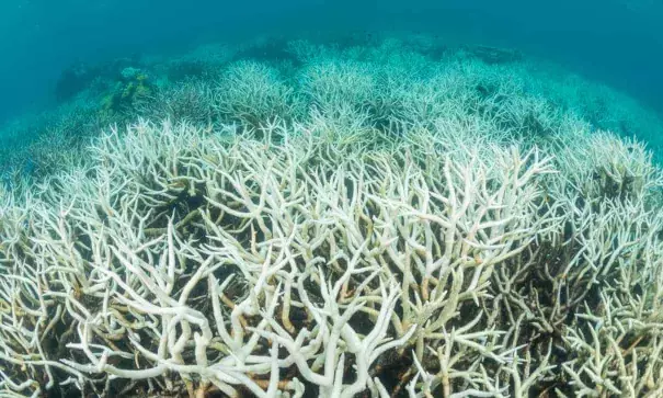 Climate change is increasing ocean temperatures, leading to more coral bleaching events