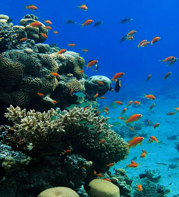 Coral reefs show that hidden genetic diversity can prepare ecosystems for climate change. Photo: Prof. J. Wiedenmann, University of Southampton, UK 