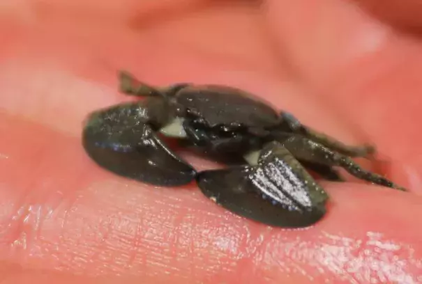 A chocolate porcelain crab at the U.C. Davis Bodega Marine Lab in Bodega Bay on Monday, March 11, 2019. A marine heatwave from 2014-2016 brought rare warm-water species to the Sonoma Coast waters. Photo: Christopher Chung, The Press Democrat