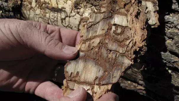 In this June 6, 2016 file photo, Division Chief Jim McDougald of the California Department of Forestry and Fire Protection holds a piece of tree bark showing burrowing marks from a bark beetle infestation near Cressman, Calif. Photo: Scott Smith / AP