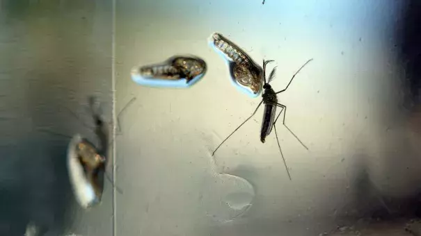 The Aedes Aegypti mosquito has been linked to both dengue fever and the Zika virus. Photo: Marvin Recinos, AFP/Getty Images