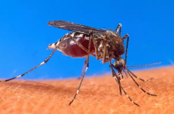The Aedes aegypti mosquito, seen here biting a human, is a vector of dengue fever. Photo: US Department of Agriculture