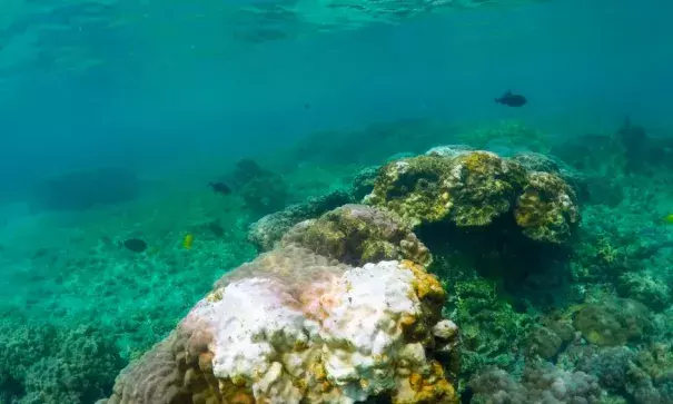 This Sept. 12, 2019 photo shows bleaching coral in Kahala’u Bay in Kailua-Kona, Hawaii. Just four years after a major marine heat wave killed nearly half of this coastline’s coral, federal researchers are predicting another round of hot water will cause some of the worst coral bleaching the region has ever seen. Photo: Caleb Jones, AP