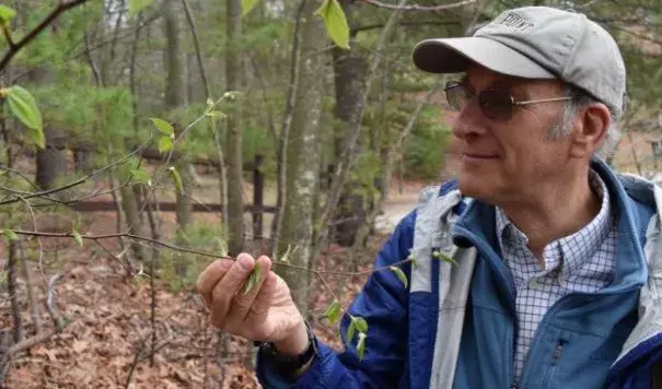 Boston University professor and botanist Richard Primack is pictured near a newly leafing tree near Walden Pond. Photo: Craig LeMoult, WGBH News