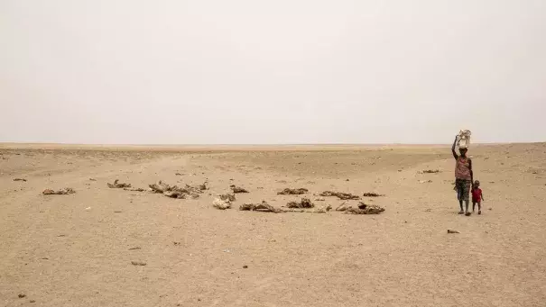 Drought has killed 3.5 million animals in Ethiopia’s southern lowlands since late 2021. (Credit: Michael Tewelde/WFP)