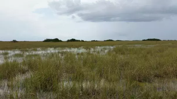 A view from the Shark Valley Visitors Center in Everglades National Park. Much of the fresh water that used to replenish South Florida's saw grass prairie has been diverted to agriculture, researchers say. Photo: Pietro Valocchi, Flickr