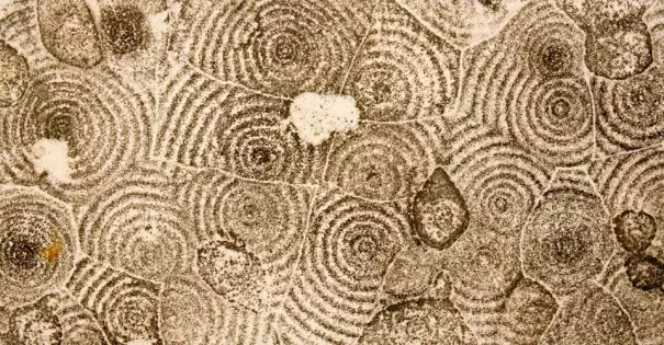 Mold grows in concentric circles on a ceiling in a New Orleans apartment after Hurricane Katrina. Photo: Lucas Jackson, Reuters