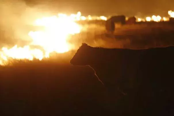 Cattle graze by a wildfire near Protection, Kansas, early March 7, 2017. Photo: Bo Rader, AP