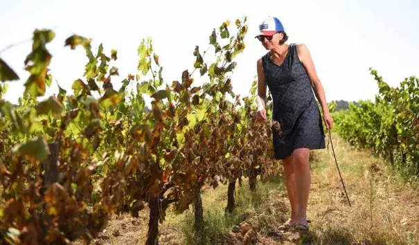 Catherine Bernard, wine producer, looks at her heat-damaged vines on Sunday, June 30, 2019, in Restinclieres, near Montpellier, in the South of France. Credit: Sylvain Thomas/AFP/Getty Images