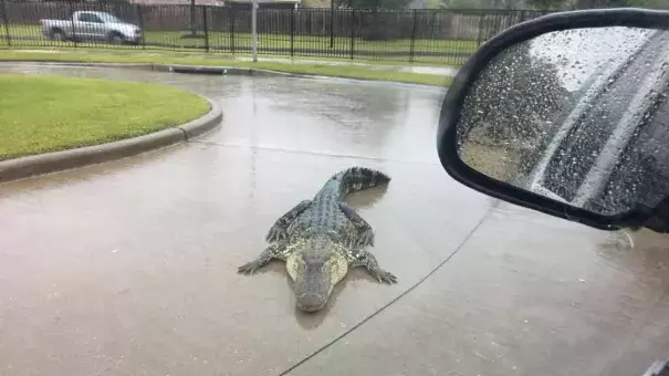 Heavy rains in Houston flushed this big gator out into the street in Fort Bend County. Photo: Major Chad Norvell, Fort Bend County Sheriff