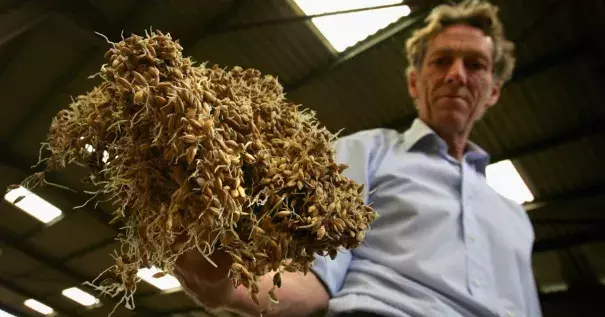 A farmer inspects his store of 400 tonnes of harvested barley which has germinated after being flooded. Photo: Cate Gillon, Getty Images