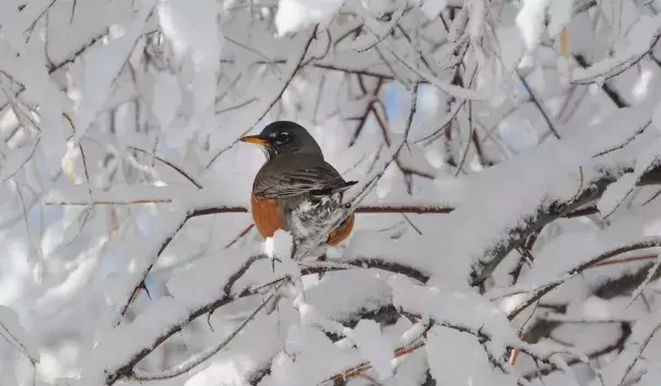 A robin perches among the snow-covered branches along West Tollgate Creek in Denver’s Pioneer Park on March 27, 2018. Photo: Steve Nehf, The Denver Post