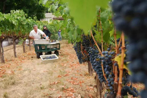 A vineyard in St. Helena. Investors have been eyeing agricultural land with water rights in California. Photo: Lindsey Hoshaw, KQED