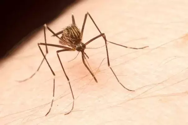 A female aedes japonicus mosquito is seen biting a person in this May 2015 handout photograph. Aedes japonicus is a disease-carrying mosquito which has just been confirmed present in Western Canada. Photo: Sean McCann, The Canadian Press