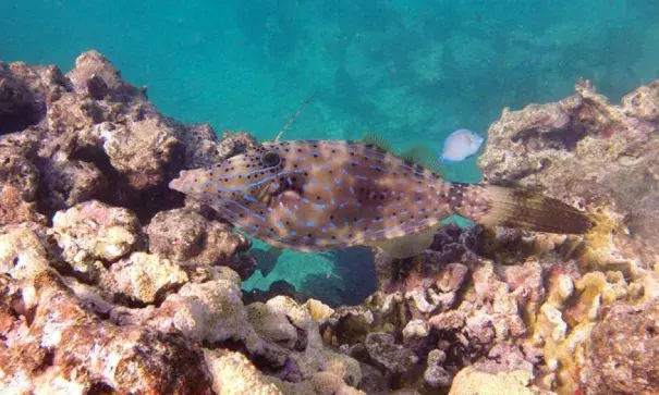 Coral reefs at Rock Key in Key West, Florida. Photo: SnorkelingDives, flickr