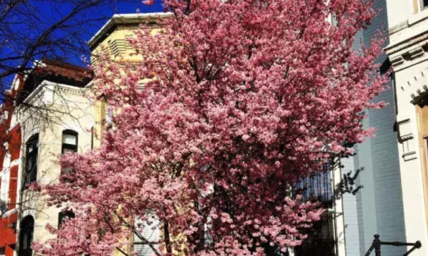 Pink blossoms arriving ahead of schedule on Feb. 25, 2017 in Washington D.C. Photo: samoliverrr, Instagram