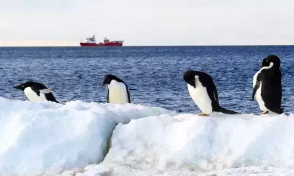 A line of penguins stand on Inexpressible Island, as the HMS Protector (background) is seen patrolling the area, in Terra Nova Bay, Victoria Land, Antarctica. Photo: Nicky W, Britain's MOD, Royal Navy, 