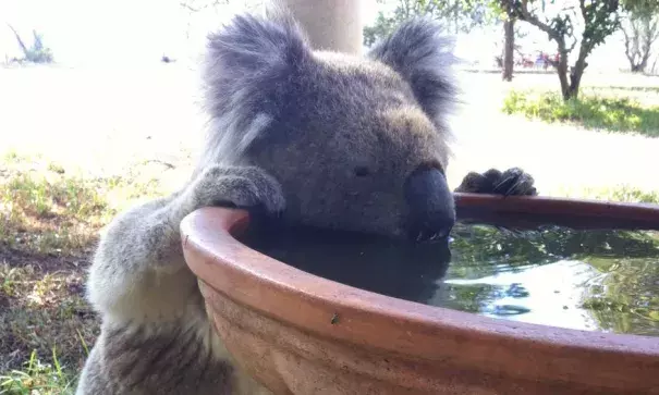 A koala drinks from a bird bath at a rural property in Gunnedah, Australia, in this recent undated handout image. Photo: Kate Wilson, Handout via REUTERS