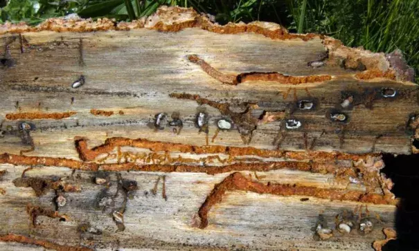 The Salt Lake Tribune) Mountain pine beetles kill by burrowing inside the bark of a tree thereby cutting off the water and nutrient flow. Beetle-killed trees are complicating firefighting efforts in southern Utah. Photo: Rick Egan