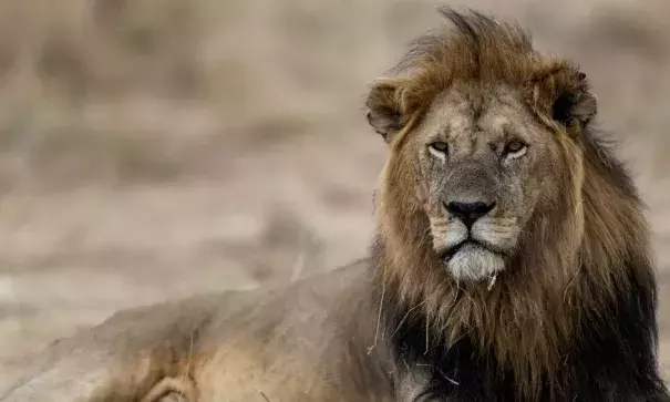  ‘The lion was historically distributed over most of Africa, southern Europe and the Middle East. Now the vast majority of lion populations are gone.’ Photo: Xinhua/Barcroft Images
