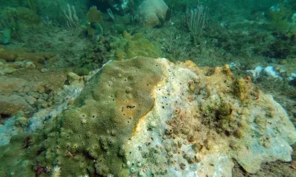 Coral along the Florida reef tract that’s afflicted with “white plague disease.” A widespread bleaching event on the Florida reef tract has left coral vulnerable to disease. Photo: Brian Walker