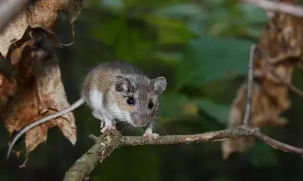 The white-footed mouse. Photo: Cary Institute of Ecosystem Studies