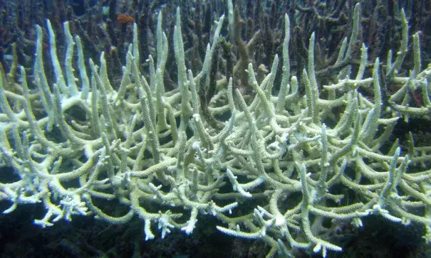 Bleached staghorn coral off the coast of Queensland. Photo: Matt Kieffer