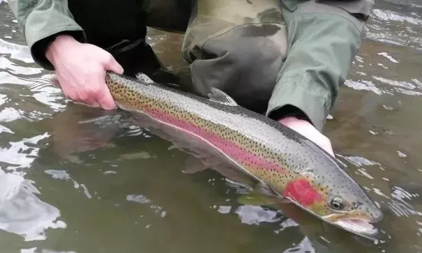 Photo: Roger Phillips, Idaho Department of Fish and Game