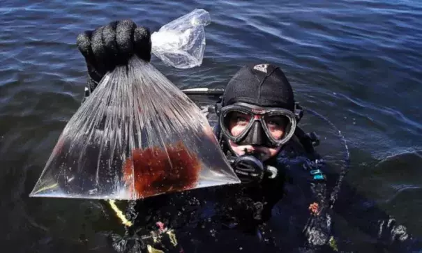 In this June 15, 2017, photo, research technician Kristen Mello shows a sample of a red shrub-like seaweed collected in the waters off Appledore Island, Maine. Kelp forests are critical to the fishing industry but are disappearing around the world. The Gulf of Maine is the latest global hotspot to lose kelp. Scientists say the likely culprits are climate change and invasive species. Photo: Charles Krupa, AP