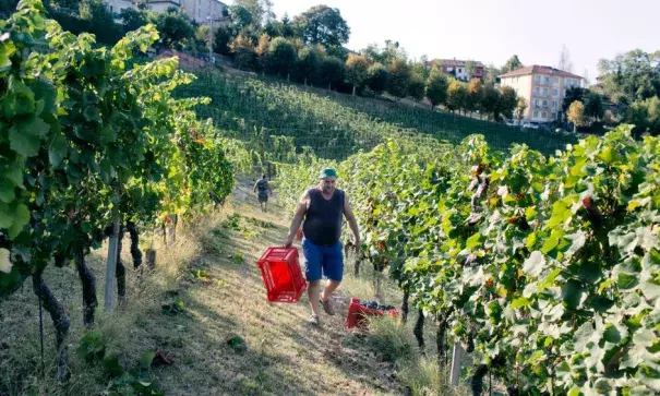 Donneschi Zvonko, 49, harvesting pinot nero grapes in Neive. Due to the high temperatures this year, the winemaker Castello di Neive has started harvesting the grapes three weeks earlier than usual. Photo: Alessandro Penso, New York Times