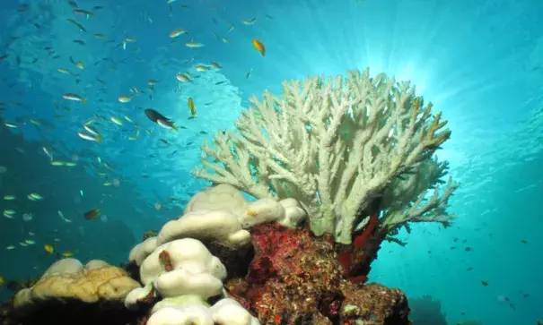 The main cause of coral bleaching – the disappearance of the coral’s color, revealing the white skeleton – is heat stress. Photo: Shutterstock