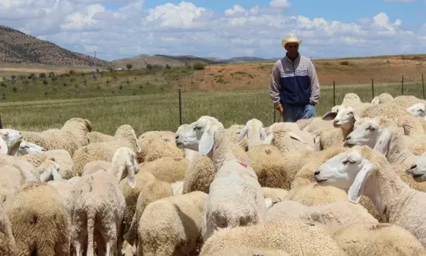 Shareef BouAziz, 38, directs his herd at midday to drink water. Photo: Yasmin Bendaas, Ahead of the Herd