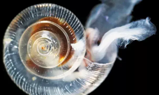 An unhealthy pteropod shows the effects of ocean acidification, including dissolving shell ridges on its upper surface, a cloudy shell, and severe abrasions. Photo: NOAA