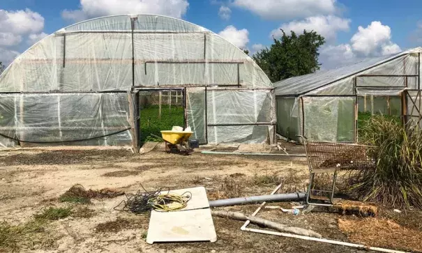 Water spinach farmers in Rosharon, Texas, are worried about the fallen beams and torn plastic sheeting for their greenhouses as winter approaches. Photo: Hansi Lo Wang, NPR