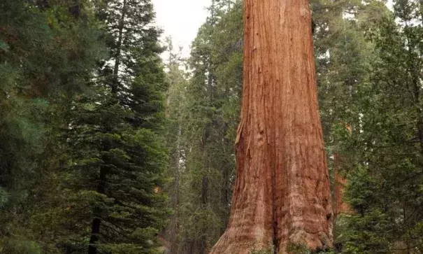 The General Grant giant sequoia stands as media pass during a tour of the Grant Grove area damaged by the Rough fire Monday, Sept. 14, 2015. Photo: Eric Paul Zamora