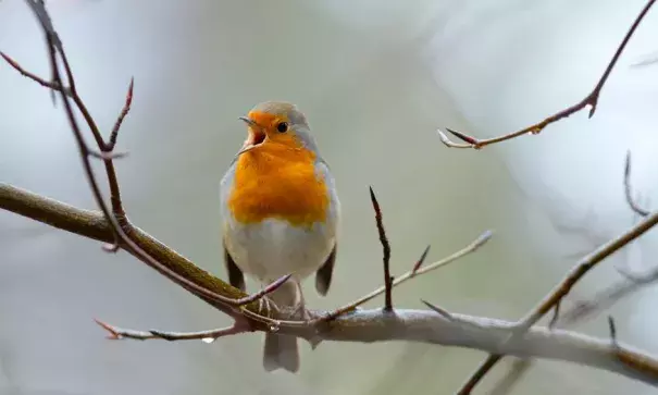 The robin (Erithacus rubecula) sings throughout the season. Photo: Alamy Stock Photo